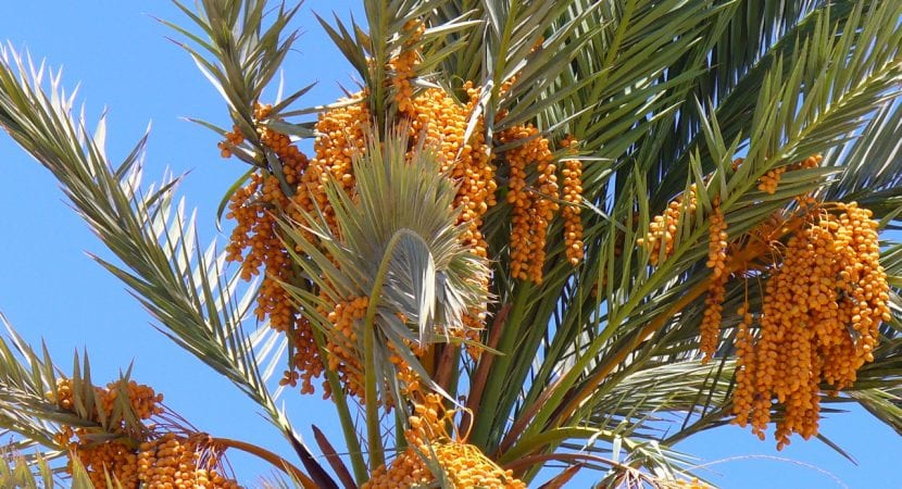Palmera datilera adulta con tronco esbelto y copa abierta