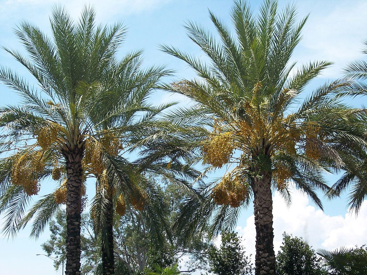 Palmera datilera y palmera canaria: cómo distinguirlas