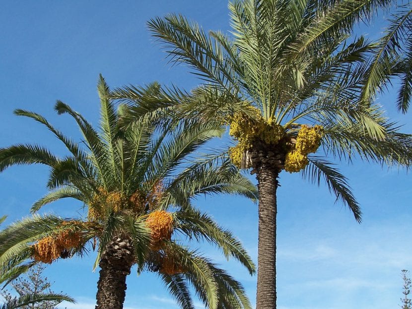 Palmeras datileras con la copa bien formada