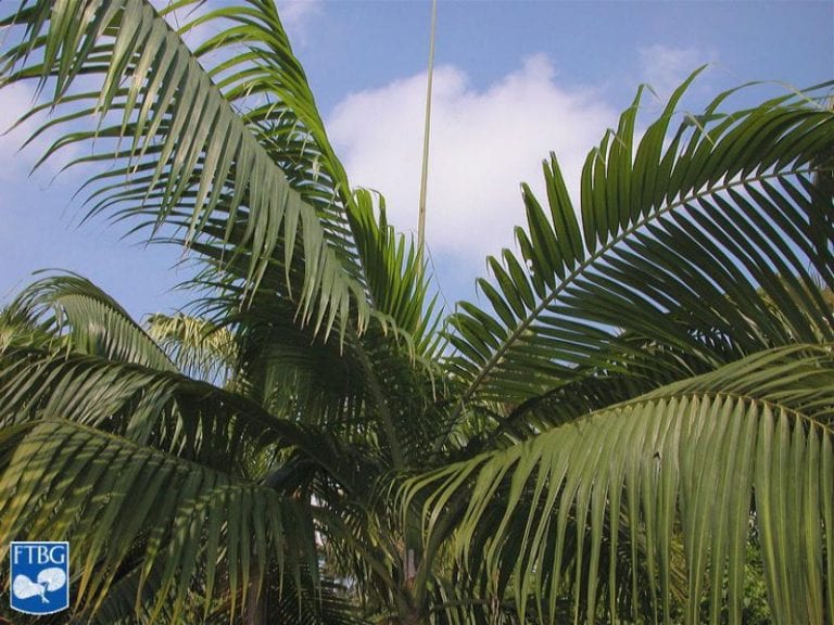Hojas pinnadas de Dictyosperma album, la palmera huracán