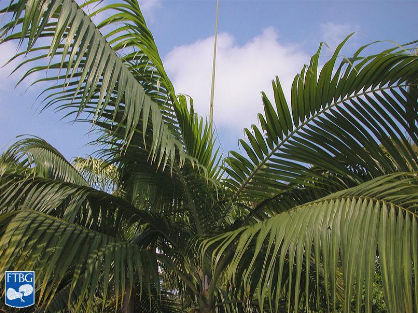 Palmera huracán: cuidados, clima y poda de Dictyosperma