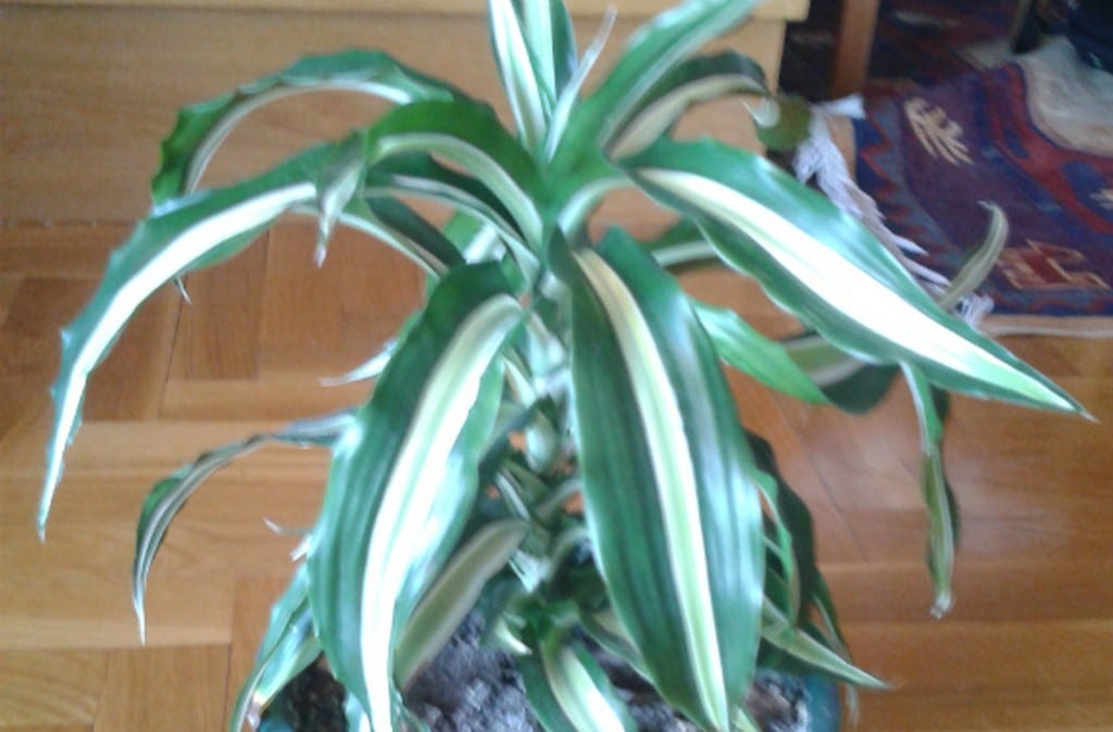 Tronco de Brasil o dracena, cuidados completos