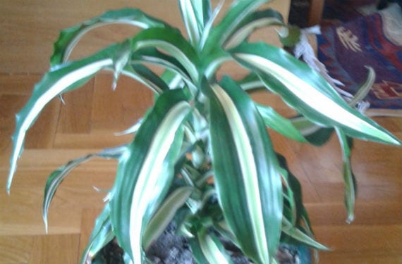Tronco de Brasil o dracena con sus hojas rayadas en amarillo