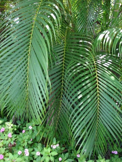 Detalle de las hojas pinnadas de la areca