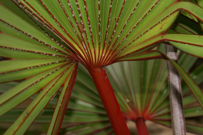 Latania: cuidados de una palmera para climas suaves