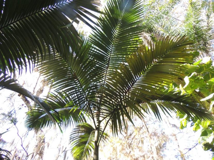 Archontophoenix maxima: cultivo y cuidados de la palmera