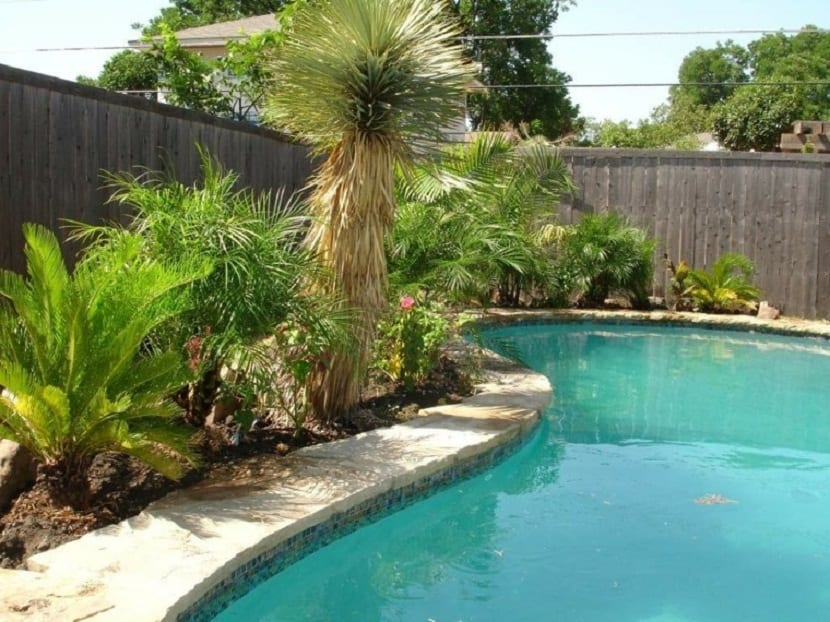 Distancia entre una palmera y la piscina, especie por especie
