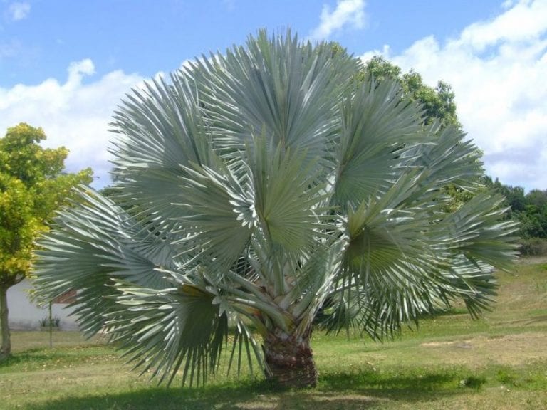 Ejemplar joven de palmera Bismarck en jardín