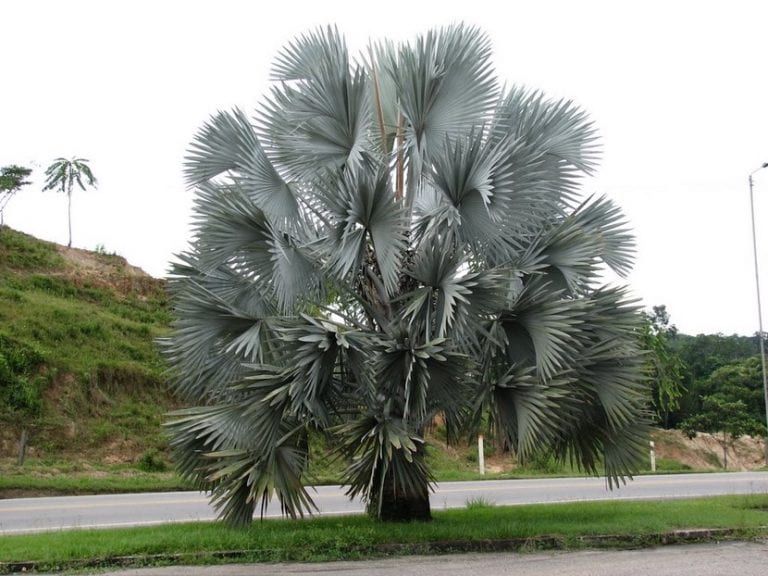 Bismarckia nobilis con sus hojas azul plateadas