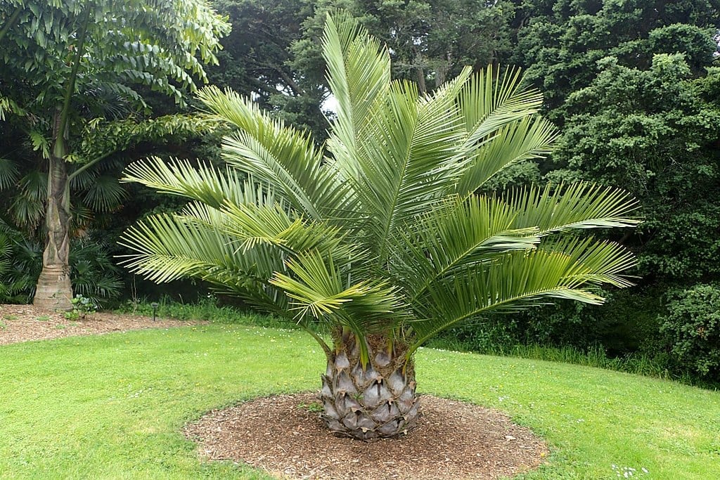 Jubaea chilensis: cuidados de la palmera chilena resistente al frío