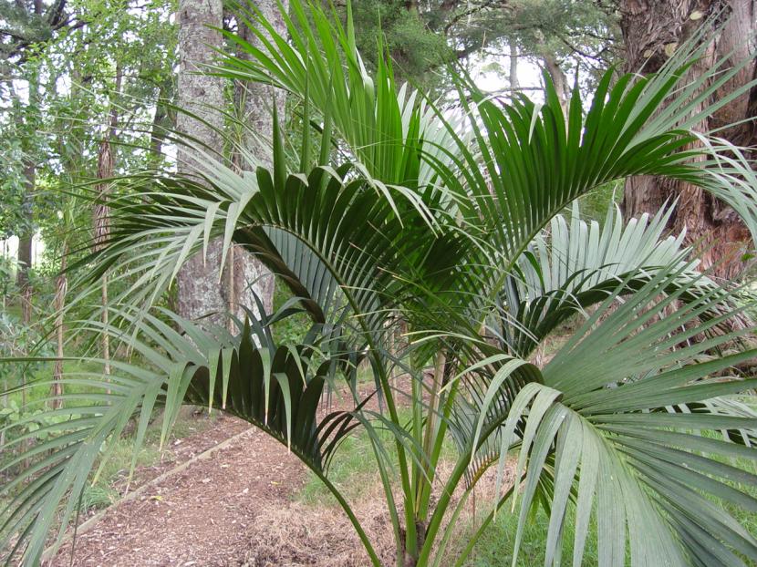 Howea belmoreana, con las hojas más erguidas y arqueadas que la forsteriana