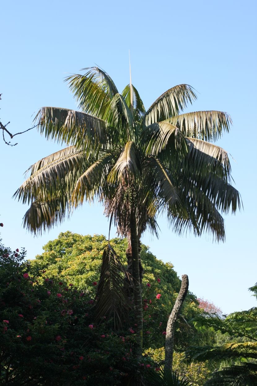 Cuidados de la palmera Kentia: guía completa