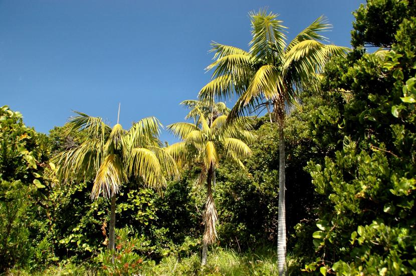 Kentia (Howea forsteriana): cuidados y errores a evitar