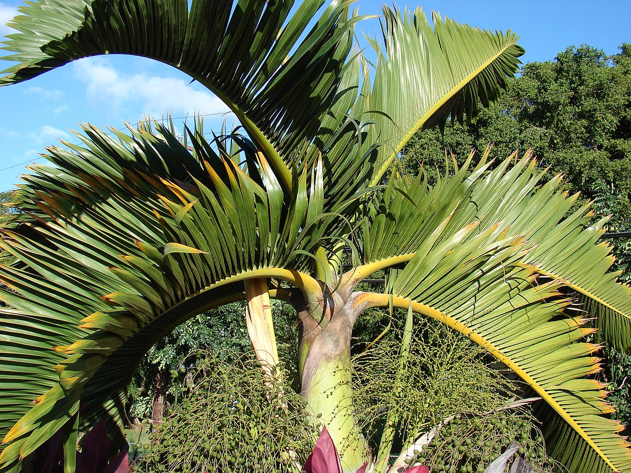 Palmera botella (Hyophorbe lagenicaulis): cultivo y frío