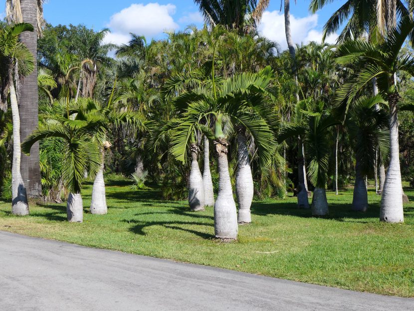 Palmera botella adulta con el tronco ensanchado en la base y la corona de hojas pinnadas