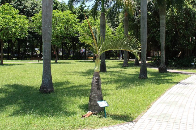 Ejemplar joven de Hyophorbe lagenicaulis en maceta