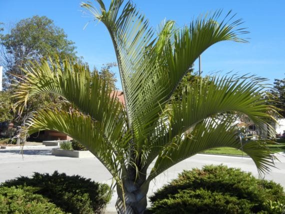 Palmera triangular (Dypsis decaryi): cultivo y cuidados