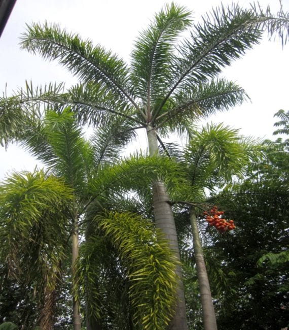 Poda de palmeras: qué cortar, cuándo y con qué cuidados