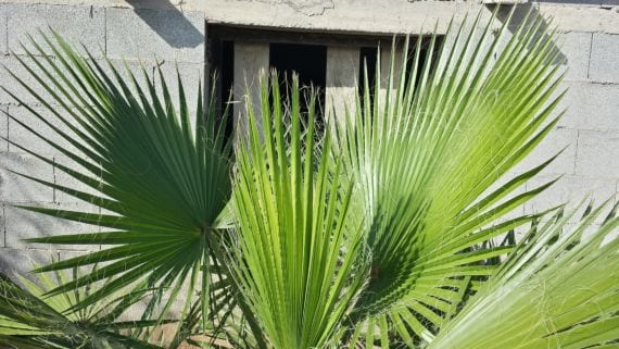 Hojas en abanico de la Washingtonia robusta