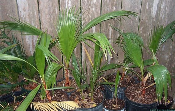 Plantines jóvenes de Washingtonia