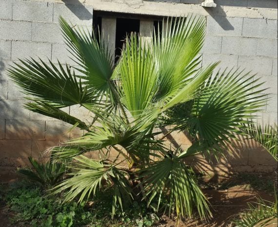 Ejemplar adulto de Washingtonia robusta