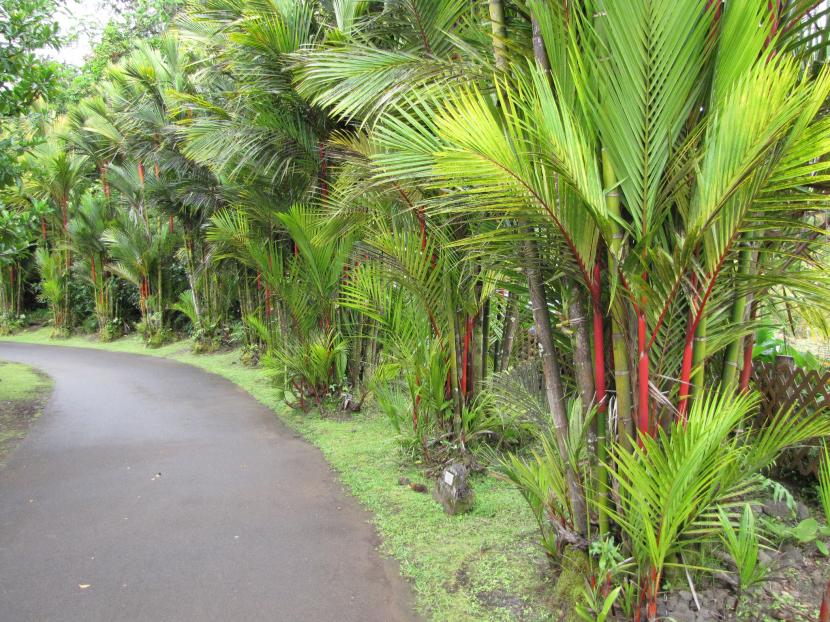Palmera roja (Cyrtostachys renda): cuidados completos