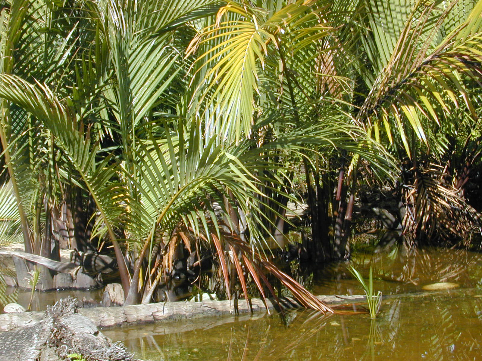 Nypa fruticans, la palmera acuática de los manglares