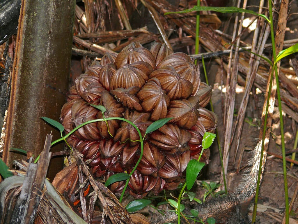 Infrutescencia globosa de Nypa fruticans