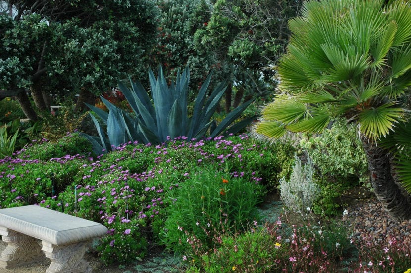 Jardín con varias palmeras plantadas y césped