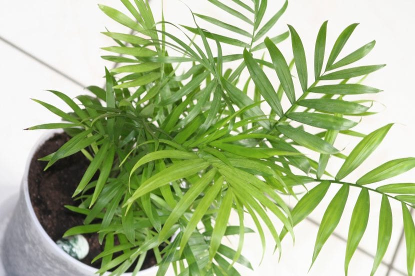 Ejemplar joven de Chamaedorea elegans cultivado en maceta