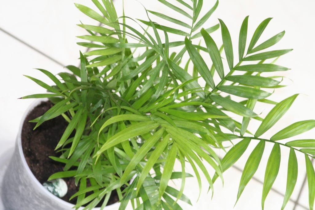 Por qué mi palmera no crece: causas reales y cómo corregirlo