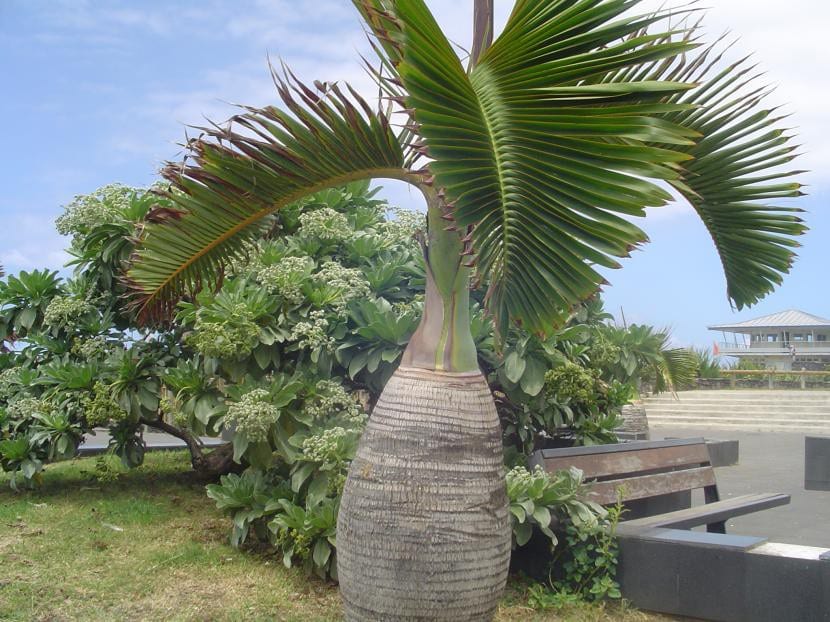 Palmera botella, Hyophorbe lagenicaulis, con el tronco ensanchado
