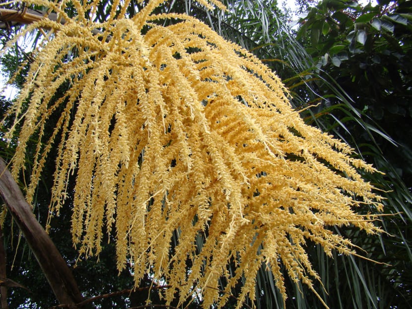 Inflorescencia de una palmera del género Syagrus