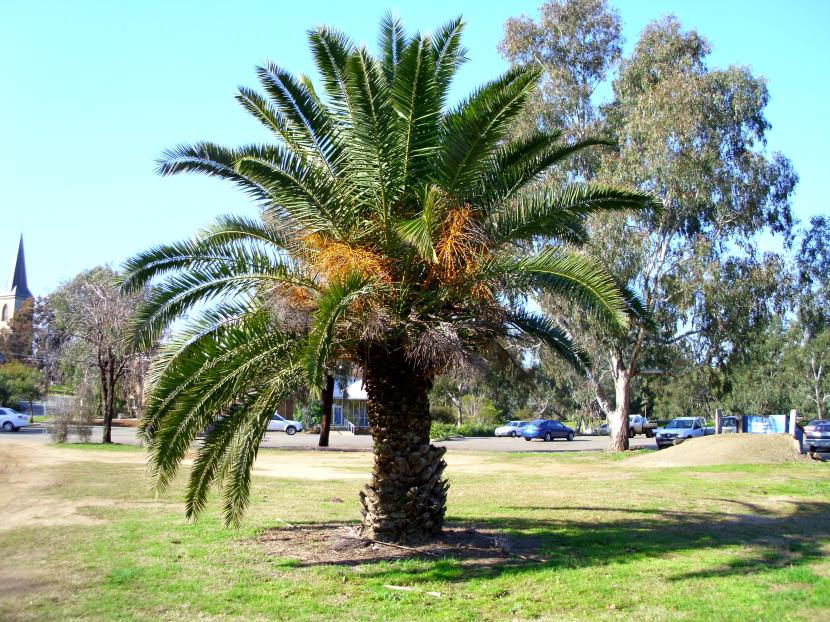 Palmera canaria adulta con la copa de hojas pinnadas