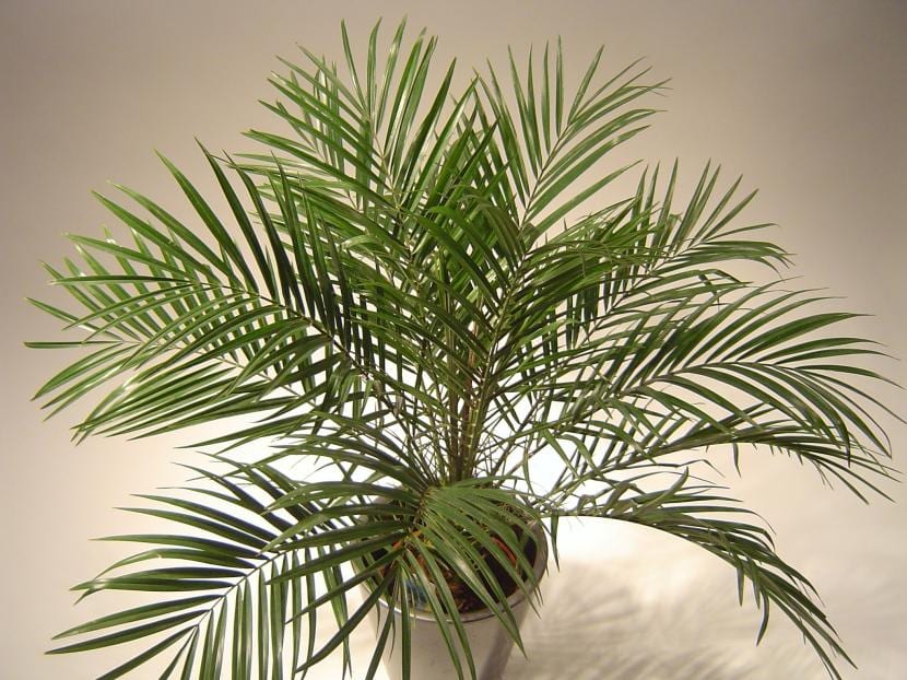 Palmeras para maceta: especies que aguantan interior y terraza