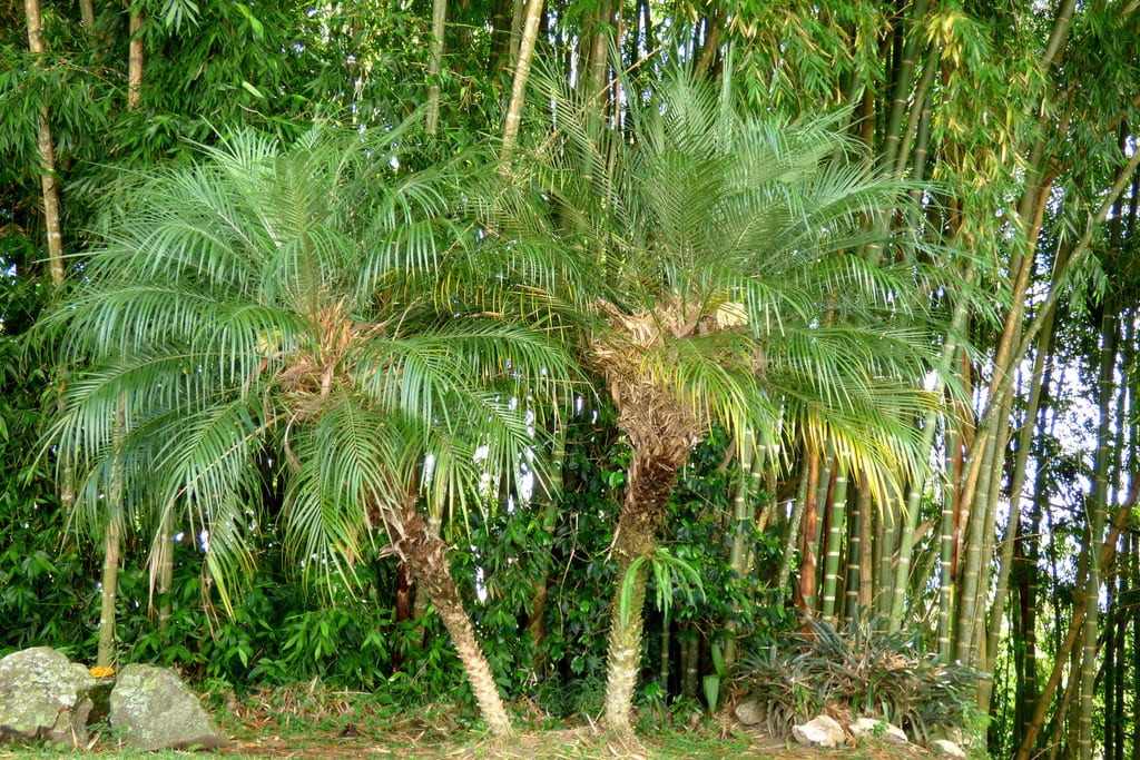Palmera enana cultivada en maceta