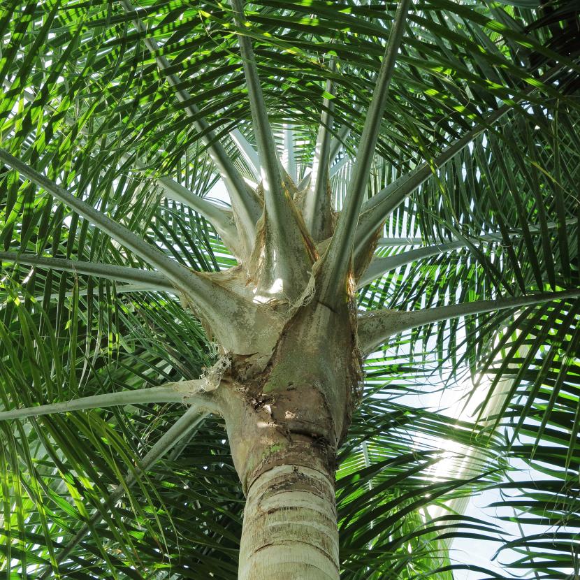 Ravenea rivularis: cultivo y cuidados de la palmera majestuosa