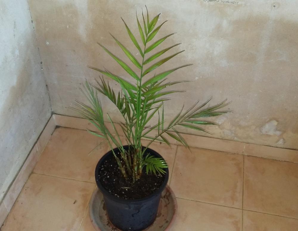 Cómo recuperar una palmera de interior seca paso a paso