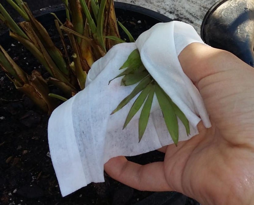 Limpieza de las hojas de una palmera de interior con un paño húmedo