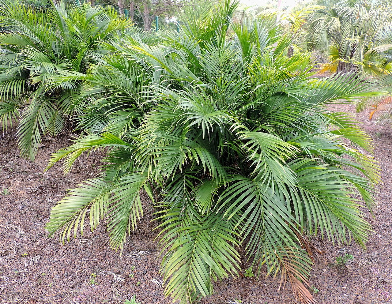 Separar hijuelos de palmera: qué especies y cómo hacerlo