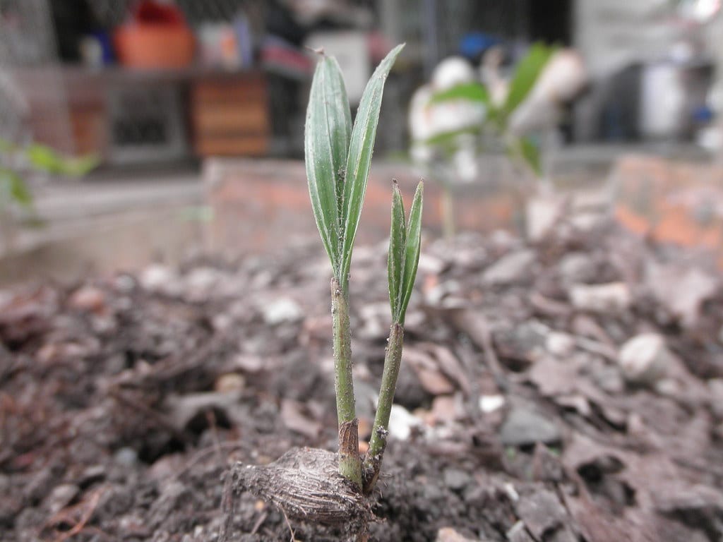 Sembrar semillas de palmera: temperatura, remojo y tiempos