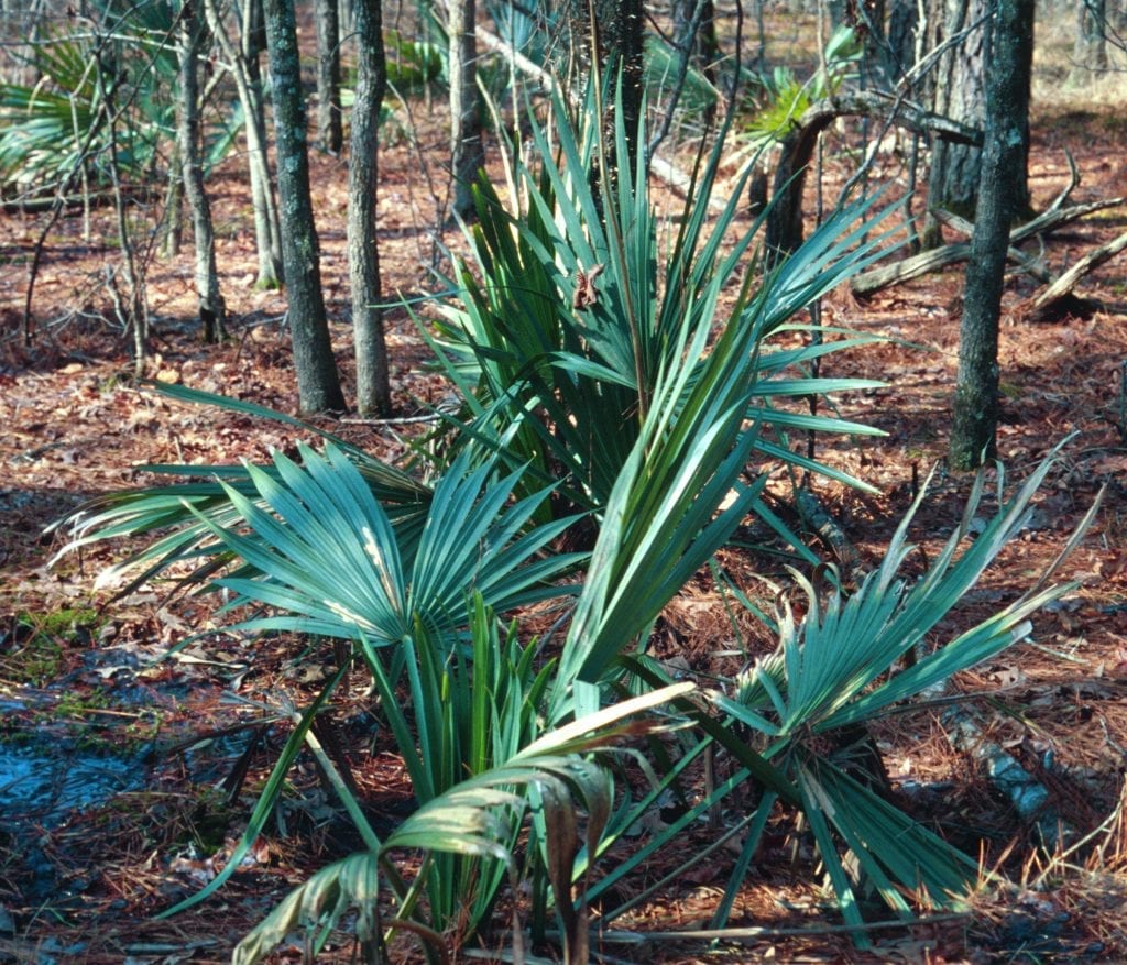 Sabal minor: la palmera acaule que aguanta -15 ºC