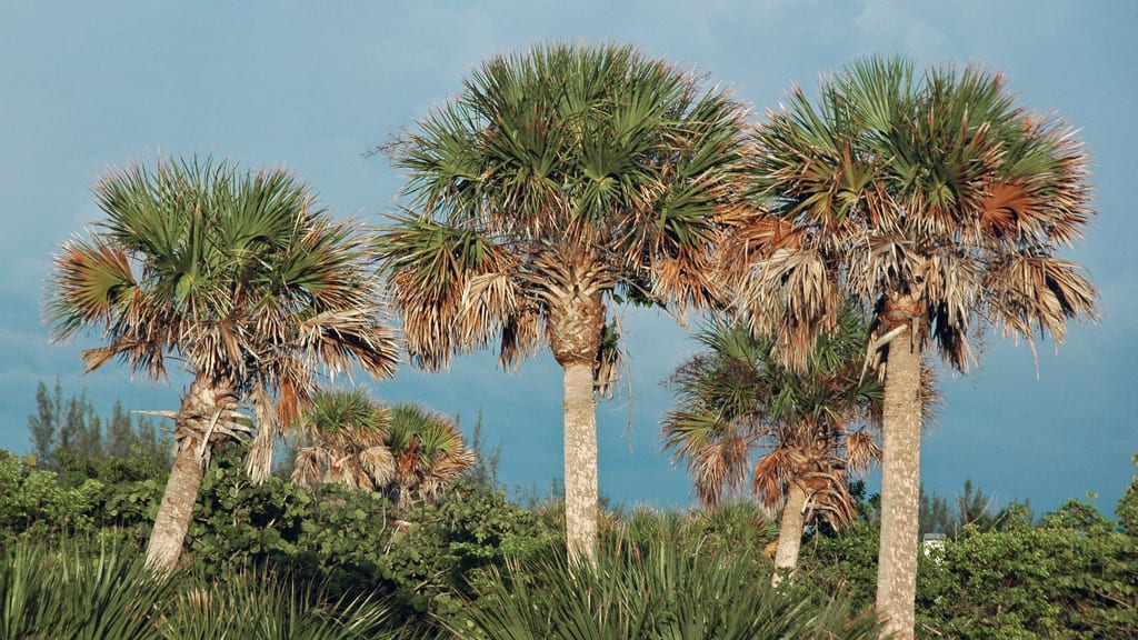 Sabal palmetto: cultivo, trasplante y poda correcta