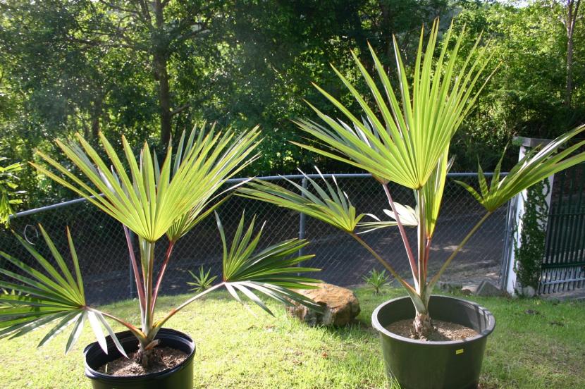 Palmeras en maceta: qué especies elegir y cómo cuidarlas