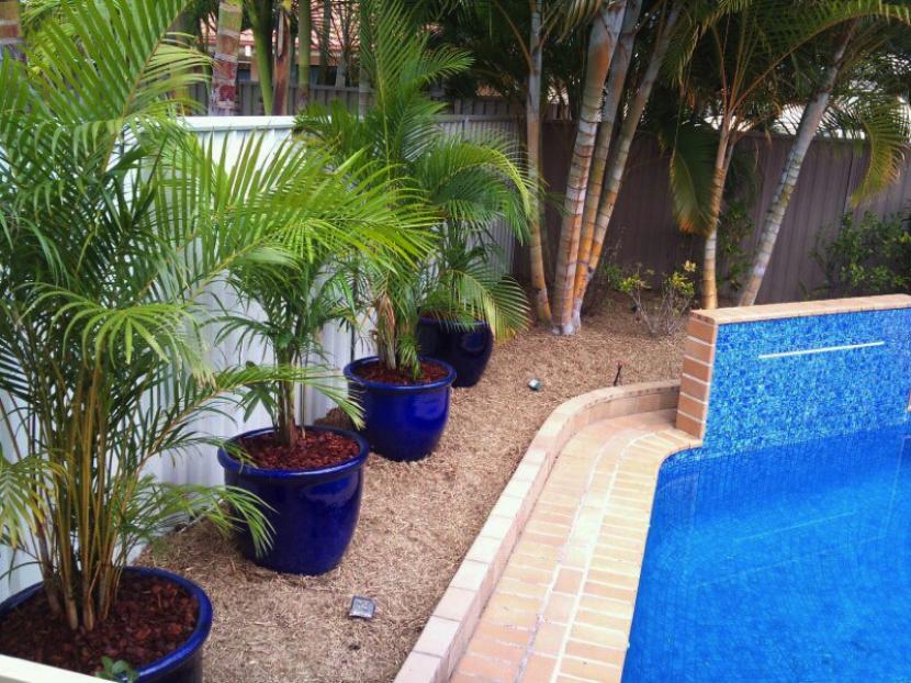 Palmeras cultivadas en macetas en una terraza