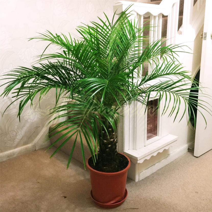 Phoenix roebelenii, la palmera enana