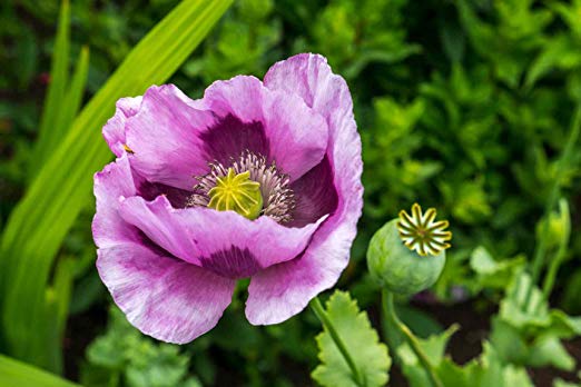 Amapola