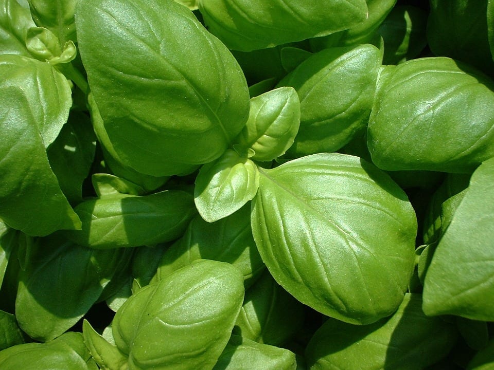 Alfábega o albahaca: cultivo, riego, pinzado y cosecha