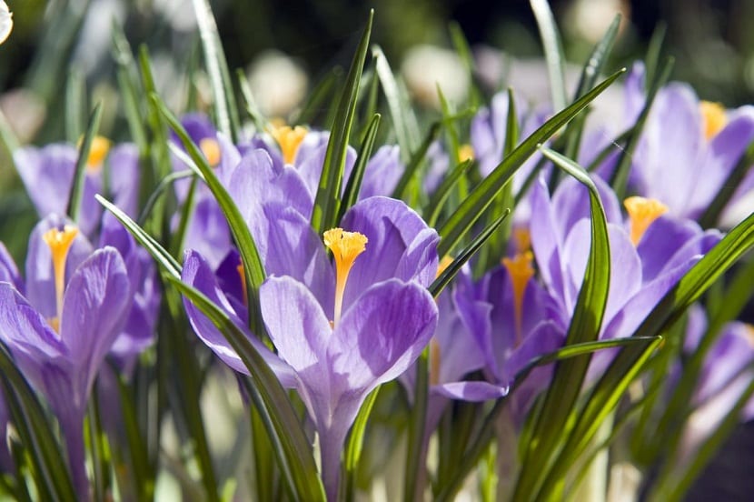 Crocus carpetanus: cómo identificar y cultivar el azafrán serrano