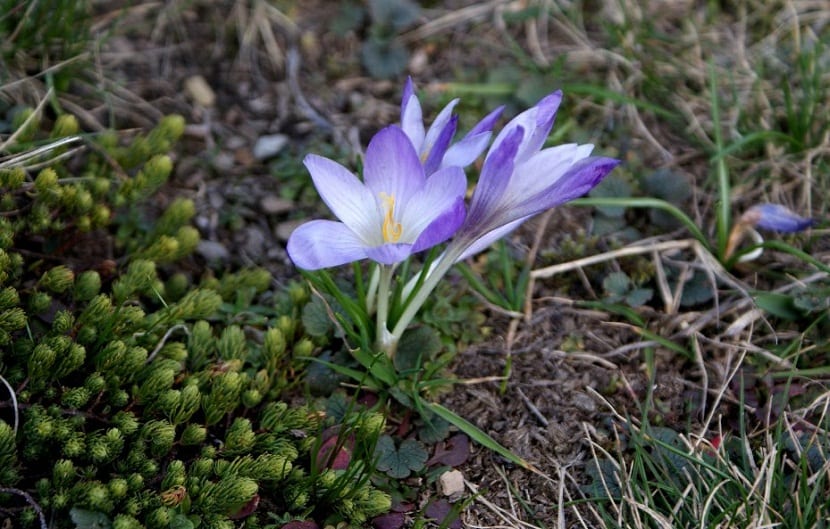 Flores lilas de Crocus carpetanus creciendo sobre el suelo de montaña